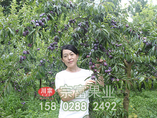 脆红李苗