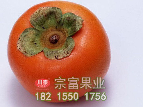 日本甜柿子