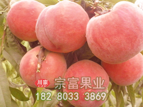 晚春桃