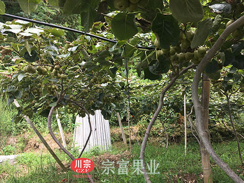 图为：红阳猕猴桃园内灌溉系统