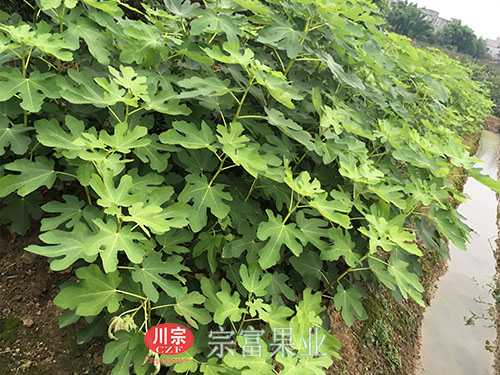 良种无花果苗
