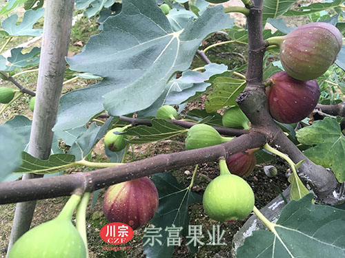 波姬红无花果苗