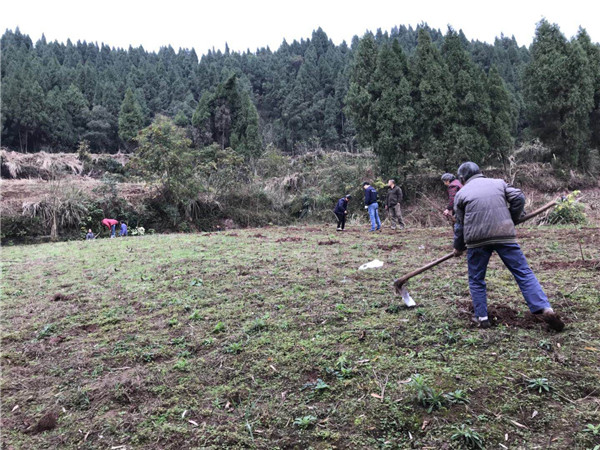 观音镇栽植无花果苗时隔一年遭遇难题 种植人员亲临指导