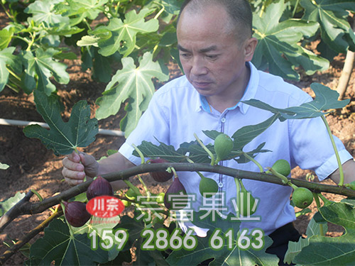 专家介绍无花果苗塑料大棚硬枝扦插育苗技巧