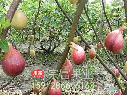 盆栽无花果树苗，种一年，可以结果实八年，厉害了！