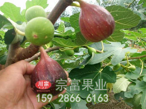 盆栽无花果树苗，种一年，可以结果实八年，厉害了！