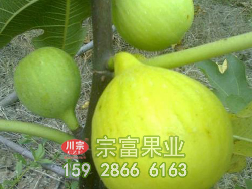 无花果种苗的栽培要点