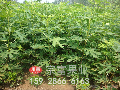 无花果苗栽培技术特点