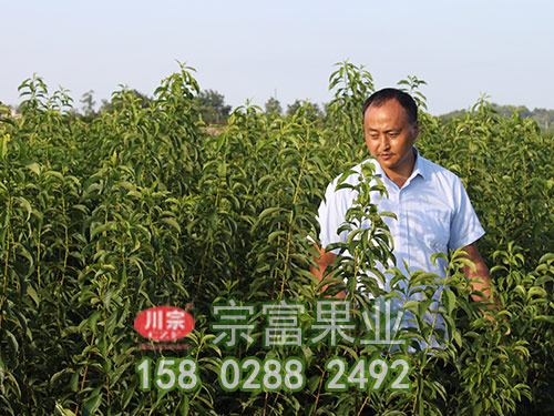 冬季无花果苗抗寒以及防寒的介绍