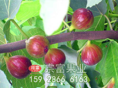 栽培无花果苗重要的是考虑成活率