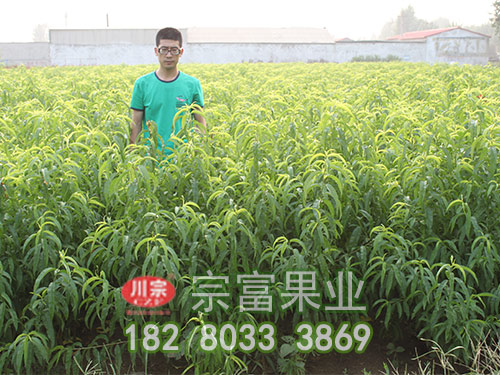 无花果严禁麦田套种