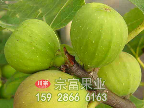 宗富无花果苗基地浅谈果园维护管理