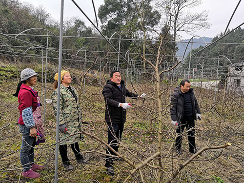 宗富理事长裴总讲述无花果苗如何更好的提高成活率