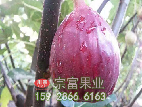 怎么做好无花果苗的早春防冻措施