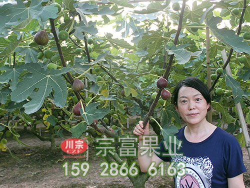 浅析无花果苗过渡期的整形修剪方法