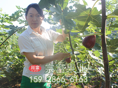 种植无花果苗冬季管理要点（一）