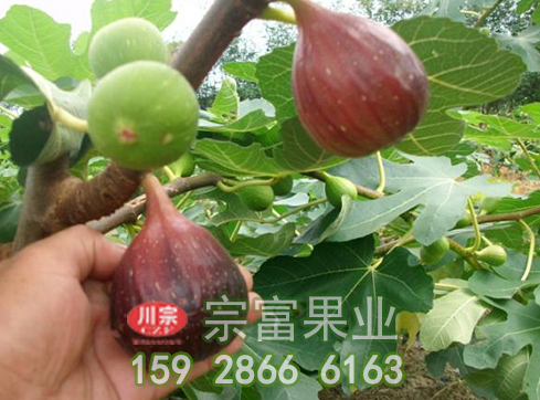 无花果苗落果的解决方法
