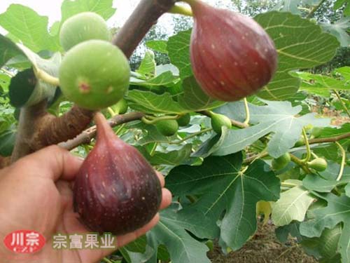 无花果苗的形态特征及习性