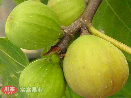 宗富无花果苗基地介绍优异品种布兰瑞克