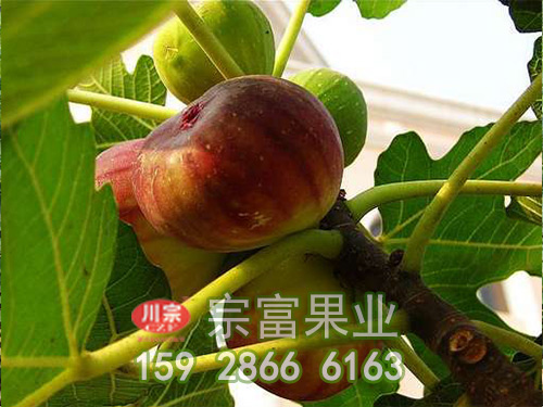 宗富无花果苗的繁殖方法
