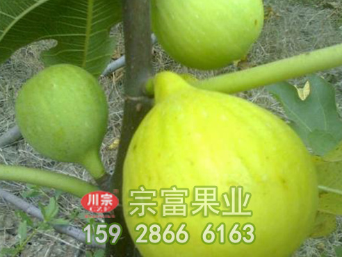 无花果根可以治疗痔疮吗?