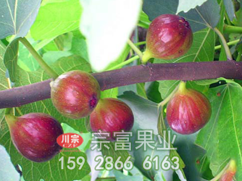 无花果苗园林选址需具备气候条件和适栽区域