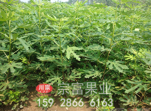 宗富无花果苗基地浅谈：碰上了灭草剂怎么办？