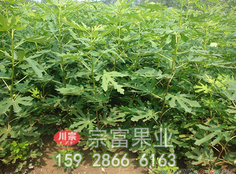 了解无花果苗整形要点明确修剪方法
