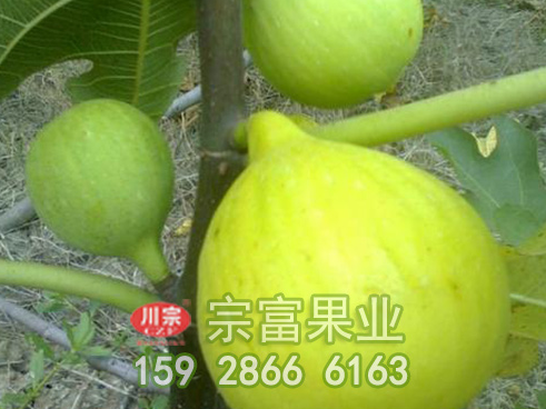 无花果苗接芽的知识