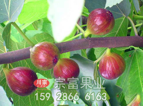 无花果苗内覆草的原因