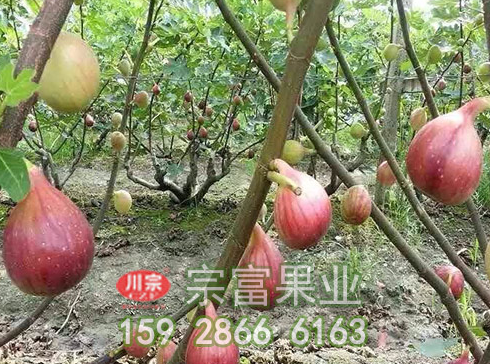 无花果苗的三种灌溉方法