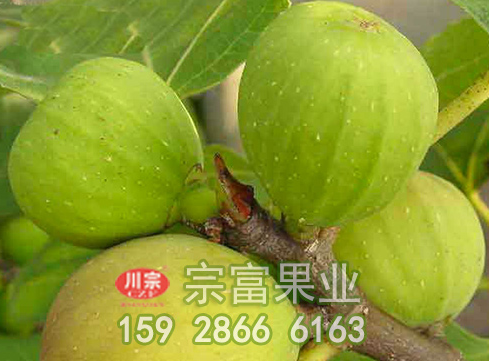 无花果苗成熟后如何防止蚂蚁?