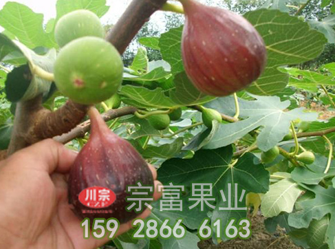 无花果的营养价值