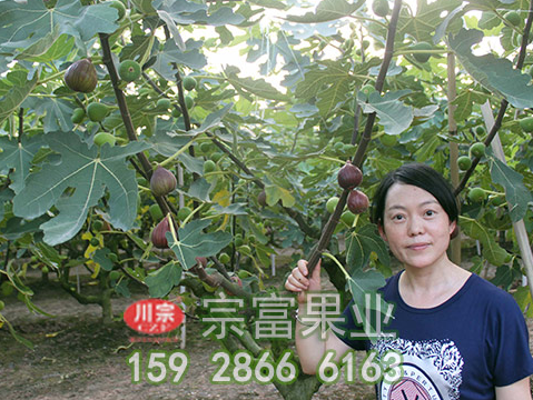 无花果苗的生物学特征和栽培管理技术