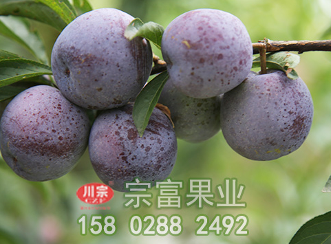 无花果苗常见的自然灾害以及防治
