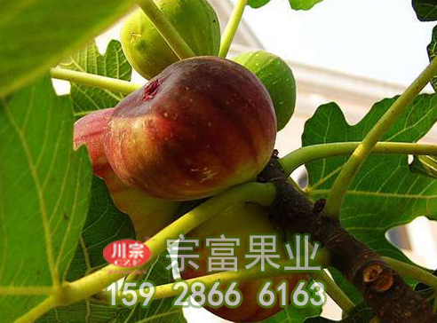 无花果苗需一次性施足底肥
