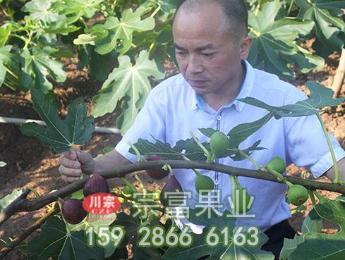 无花果树苗覆膜栽培的好处
