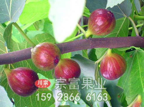 无花果苗种植注意事项