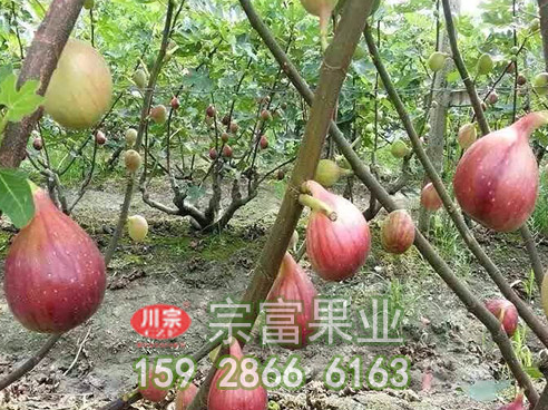 不利于无花果苗生长的六种土壤