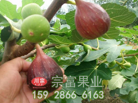 无花果苗的形态特征及习性