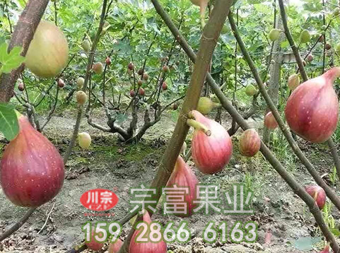 无花果苗园追肥指导建议