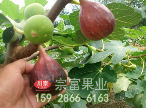 无花果树苗如何枝短果实