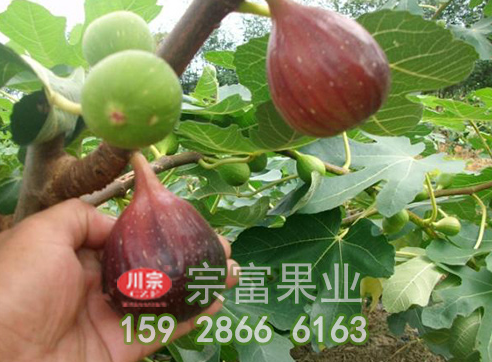 无花果苗栽种时有哪些注意事项呢