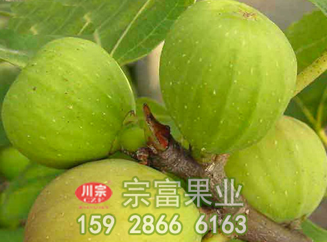 无花果种苗的栽培要点
