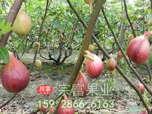 无花果苗的生物学特征和栽培管理技术