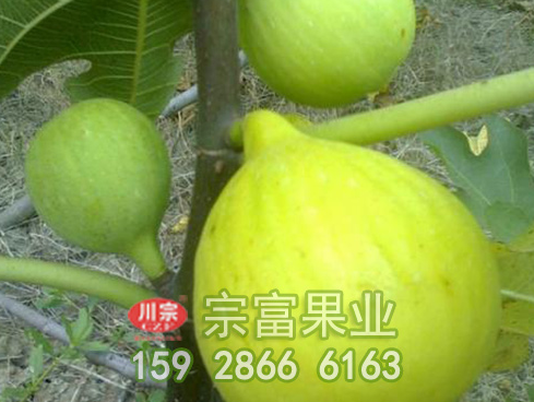 宗富无花果苗基地分享扦插的方法有哪些
