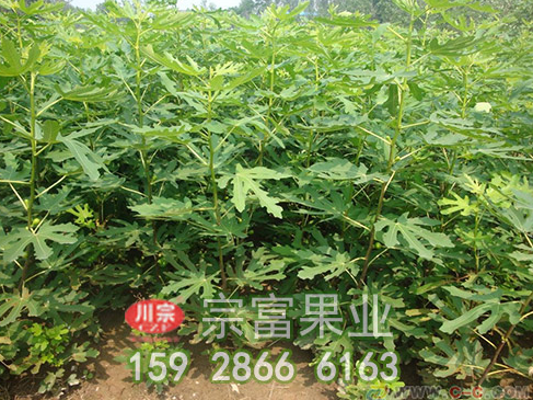 无花果苗引种繁育方法有几种