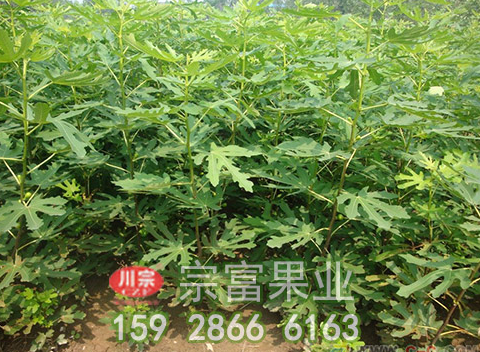 无花果苗的形态特征及习性