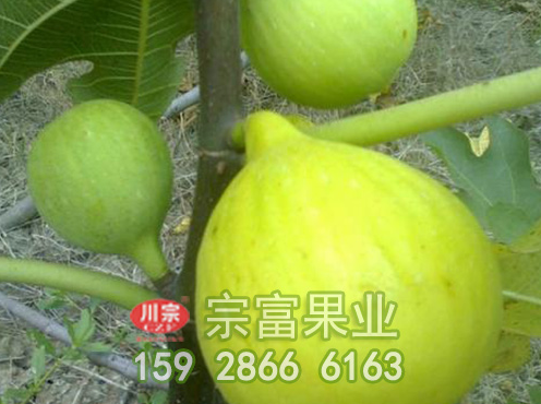 宗富无花果苗基地浅析:栽植管理