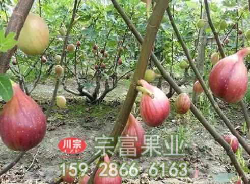无花果种苗的栽培要点